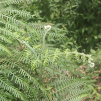 Pteridium revolutum  (Blume) Nakai